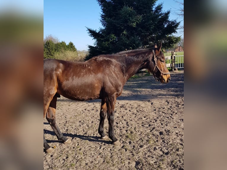 Engels volbloed Ruin 6 Jaar 159 cm Donkerbruin in Gnarrenburg