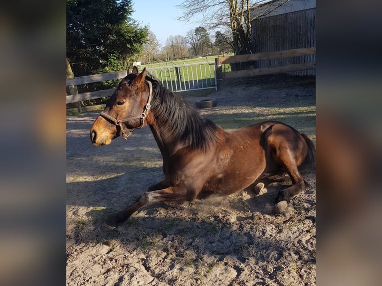 Engels volbloed Ruin 6 Jaar 159 cm Donkerbruin in Gnarrenburg