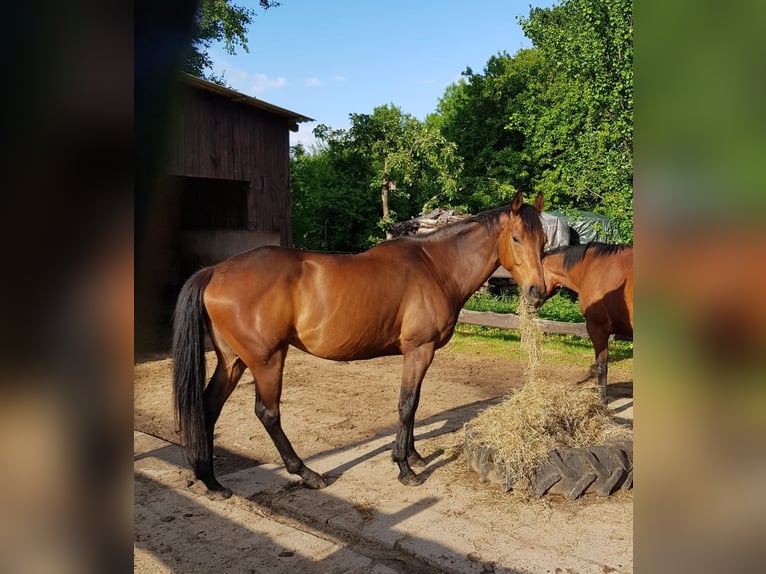 Engels volbloed Ruin 6 Jaar 159 cm Donkerbruin in Gnarrenburg