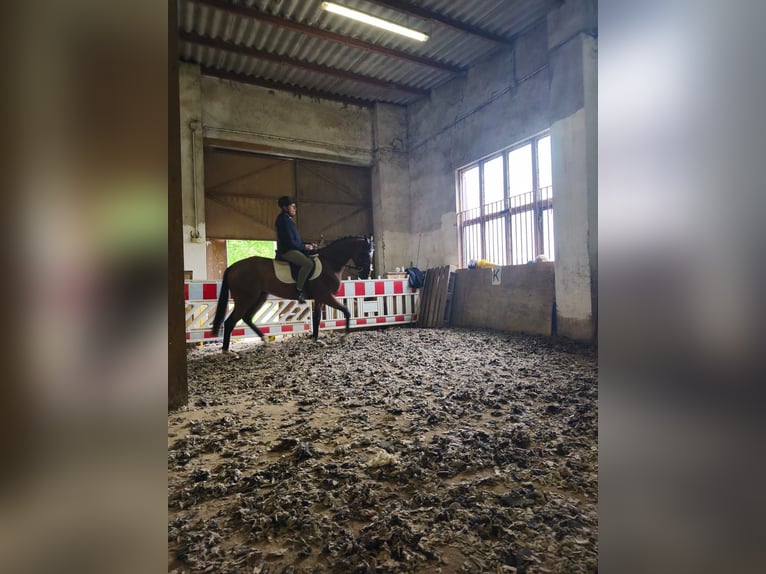 Engels volbloed Ruin 6 Jaar 160 cm Bruin in Pulsnitz
