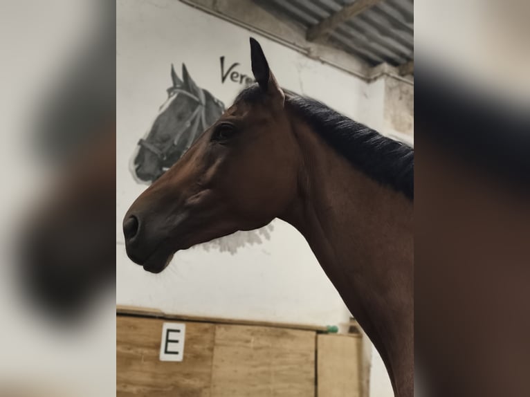 Engels volbloed Ruin 6 Jaar 160 cm Bruin in Pulsnitz