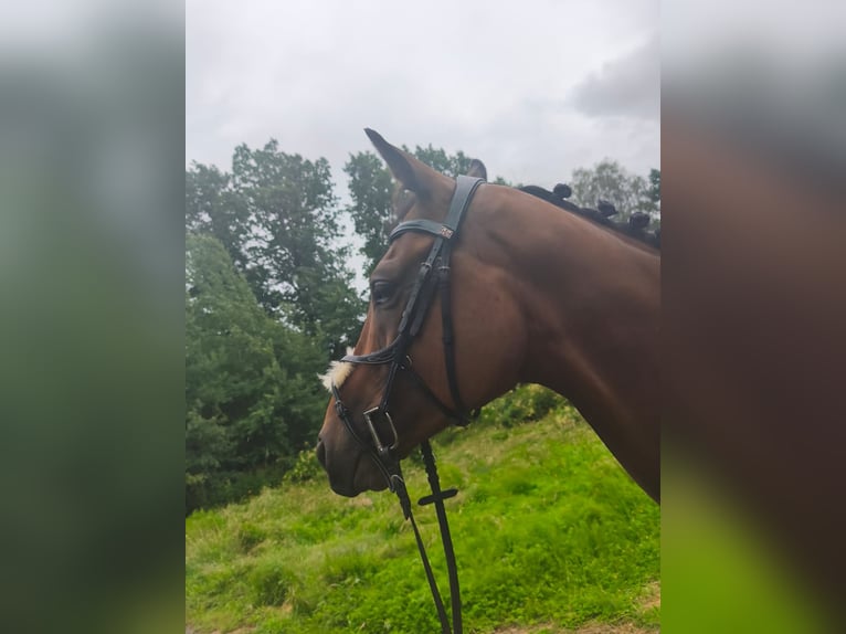Engels volbloed Ruin 6 Jaar 160 cm Bruin in Pulsnitz