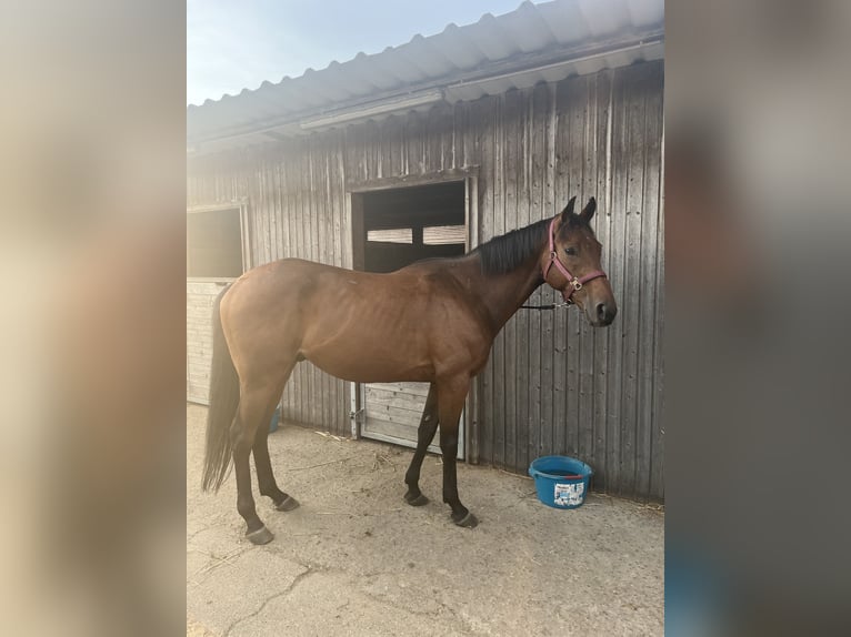 Engels volbloed Ruin 6 Jaar 160 cm Bruin in Cuxhaven