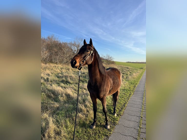 Engels volbloed Ruin 6 Jaar 160 cm Bruin in Cuxhaven