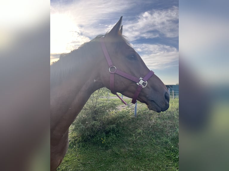 Engels volbloed Ruin 6 Jaar 160 cm Bruin in Cuxhaven