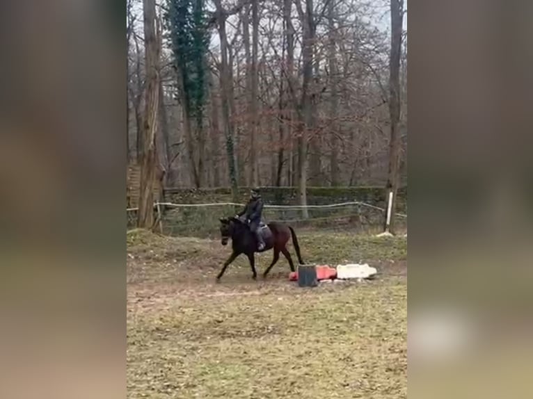 Engels volbloed Ruin 6 Jaar 160 cm in Aumont-en-Halatte