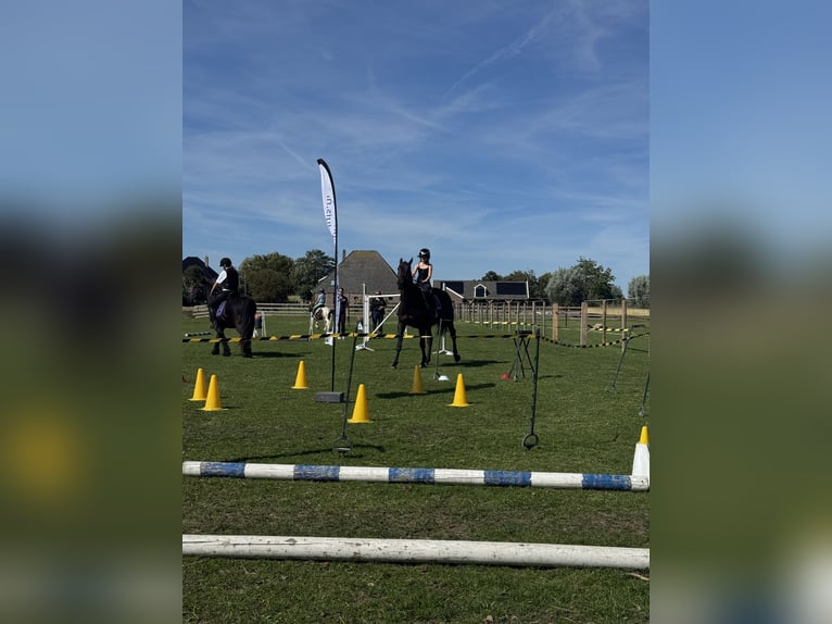 Engels volbloed Ruin 6 Jaar 162 cm Zwartbruin in Schagen