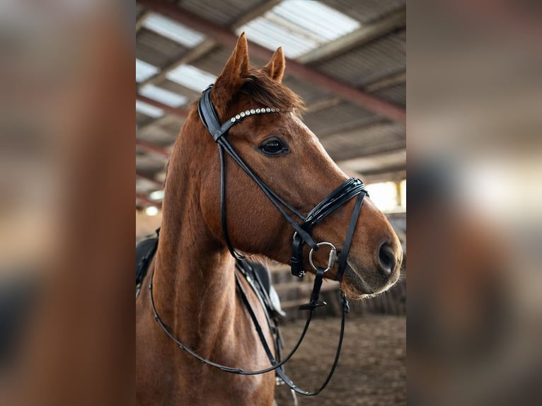 Engels volbloed Ruin 6 Jaar 163 cm Donkere-vos in Fjerritslev