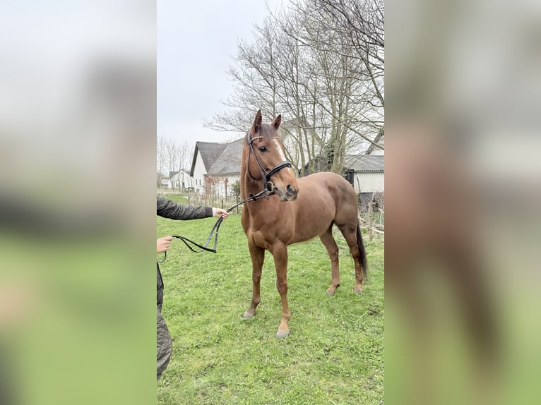 Engels volbloed Ruin 6 Jaar 163 cm Donkere-vos in Fjerritslev