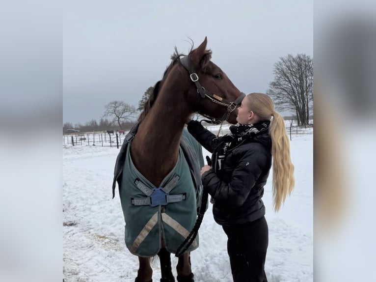 Engels volbloed Ruin 6 Jaar 163 cm Donkere-vos in Fjerritslev