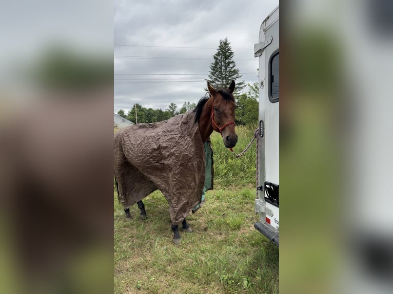 Engels volbloed Ruin 6 Jaar 163 cm Roodbruin in West Burke