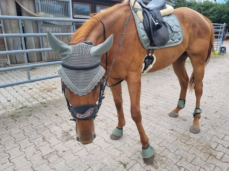 Engels volbloed Ruin 6 Jaar 163 cm Vos in Korb