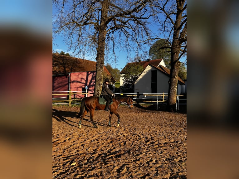 Engels volbloed Ruin 6 Jaar 165 cm Bruin in Hilpoltstein