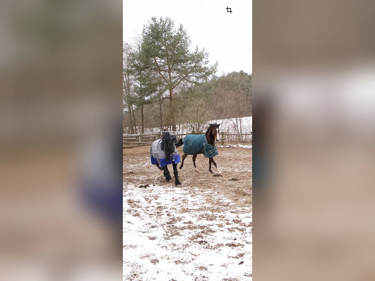 Engels volbloed Ruin 6 Jaar 165 cm Bruin in Hilpoltstein
