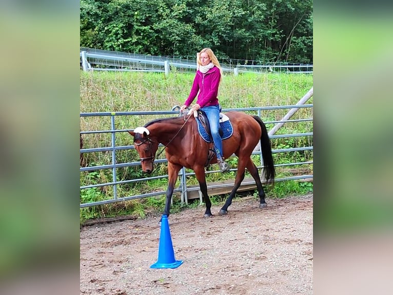 Engels volbloed Ruin 6 Jaar 165 cm Bruin in Hundsbach