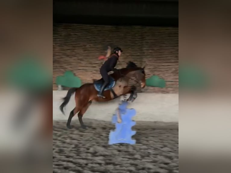 Engels volbloed Ruin 6 Jaar 165 cm Bruin in Cagnoncles