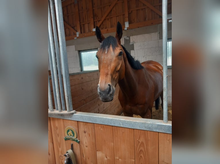 Engels volbloed Ruin 6 Jaar 165 cm Bruin in Werneuchen