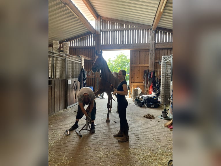 Engels volbloed Ruin 6 Jaar 165 cm Donkere-vos in Möser