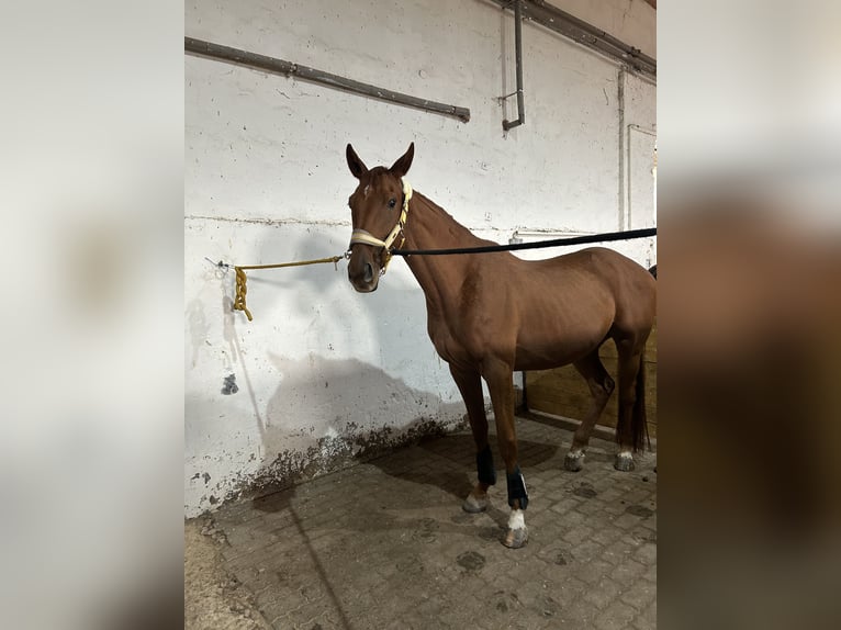 Engels volbloed Ruin 6 Jaar 168 cm Vos in Bad Salzungen