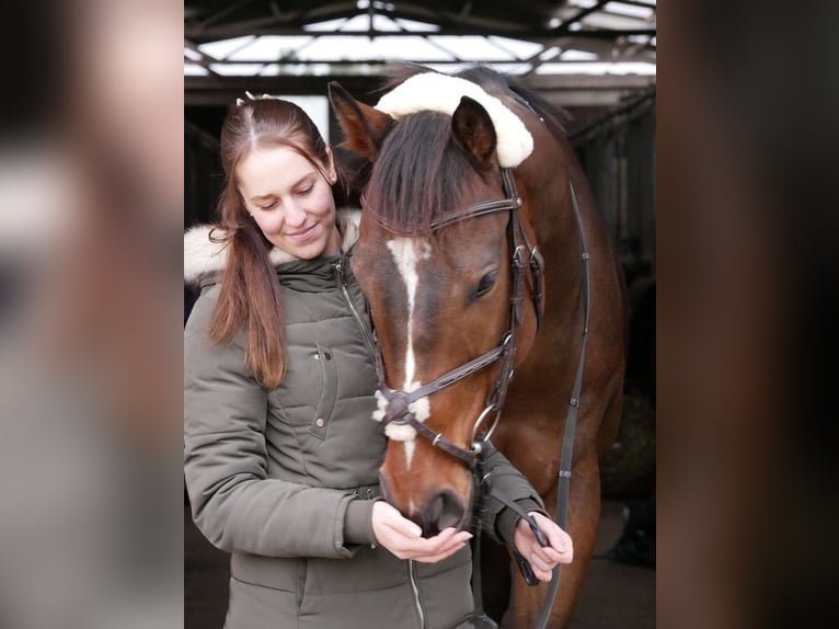 Engels volbloed Ruin 7 Jaar 163 cm Donkerbruin in Ketsch