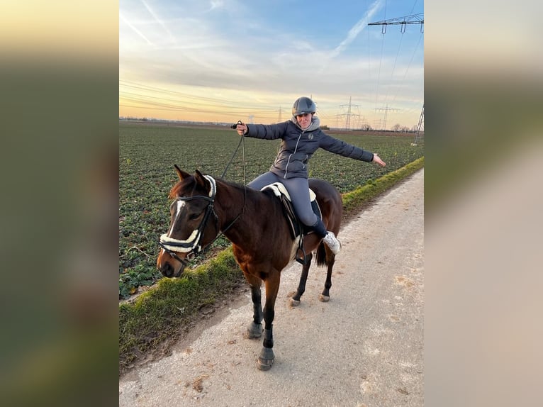 Engels volbloed Ruin 7 Jaar 163 cm Donkerbruin in Ketsch