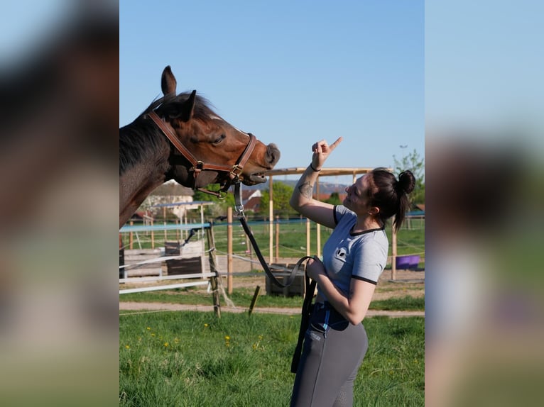 Engels volbloed Ruin 7 Jaar 163 cm Donkerbruin in Ketsch