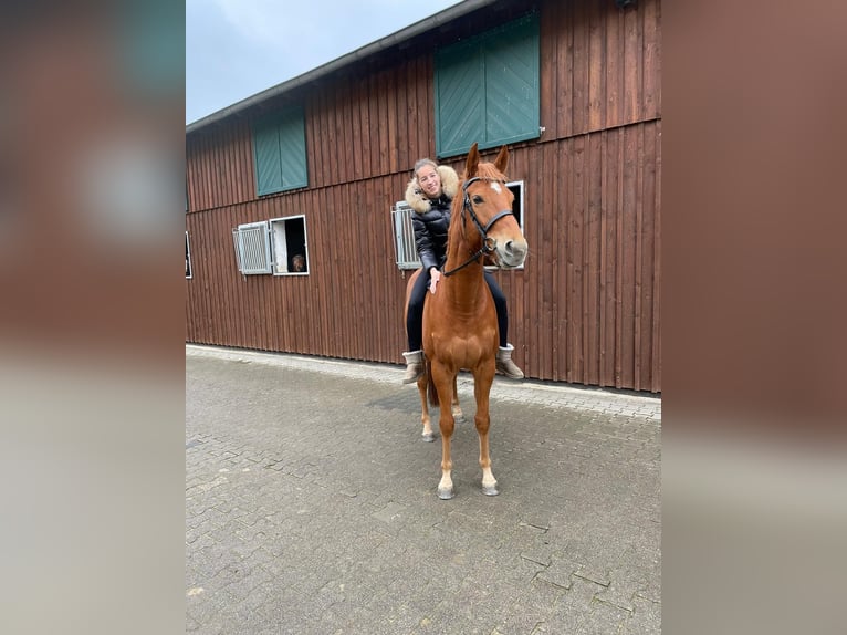 Engels volbloed Ruin 7 Jaar 165 cm Vos in Möser