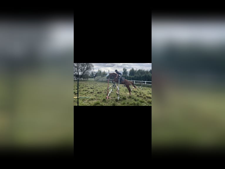 Engels volbloed Ruin 7 Jaar 165 cm Vos in Nowy wiec