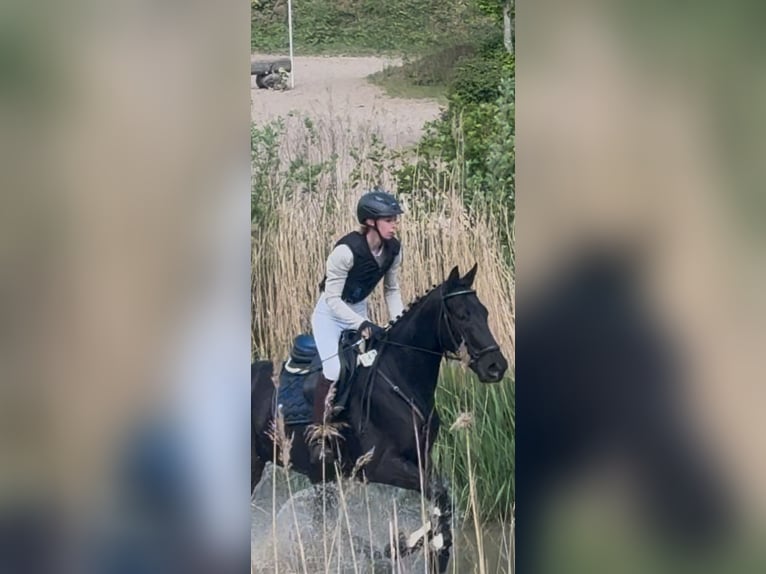 Engels volbloed Ruin 7 Jaar 167 cm Zwart in KirchnüchelMalente