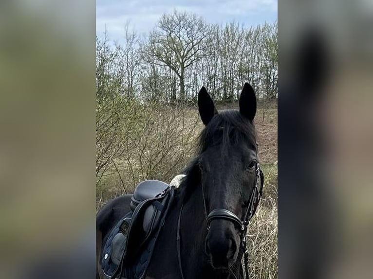 Engels volbloed Ruin 7 Jaar 167 cm Zwart in KirchnüchelMalente