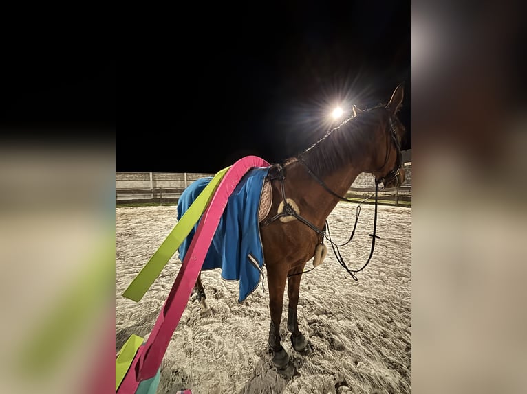Engels volbloed Ruin 7 Jaar 170 cm Donkerbruin in Rudyszwałd