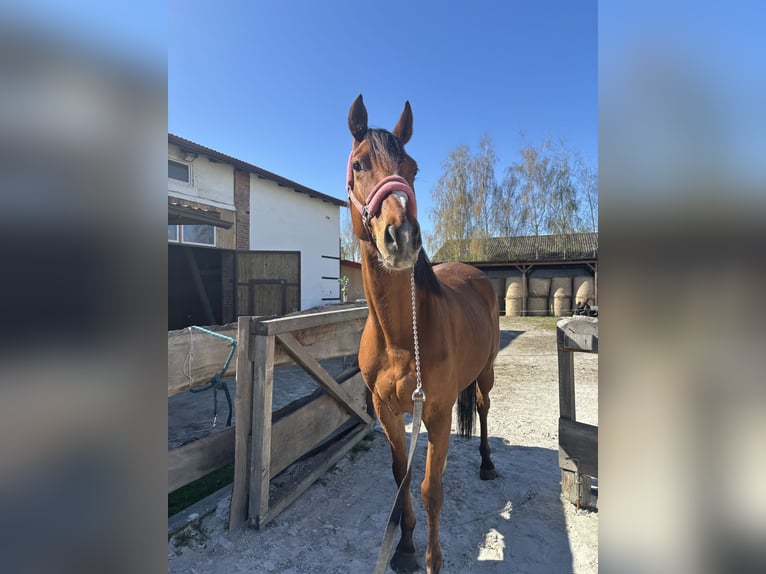 Engels volbloed Ruin 7 Jaar 170 cm Donkerbruin in Rudyszwałd