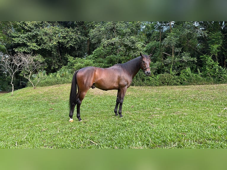 Engels volbloed Ruin 8 Jaar 152 cm Bruin in Wenum Wiesel