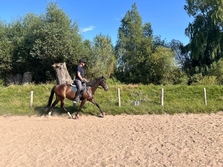 Engels volbloed Ruin 8 Jaar 157 cm Bruin in Poseritz