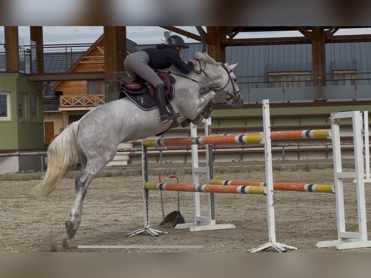Engels volbloed Ruin 8 Jaar 161 cm Schimmel in Pezinok