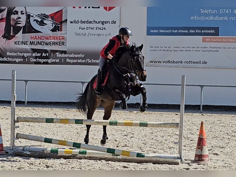 Engels volbloed Ruin 8 Jaar 163 cm Bruin in Aichhalden