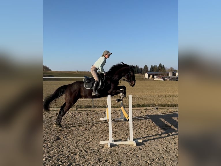 Engels volbloed Ruin 8 Jaar 163 cm Bruin in Aichhalden