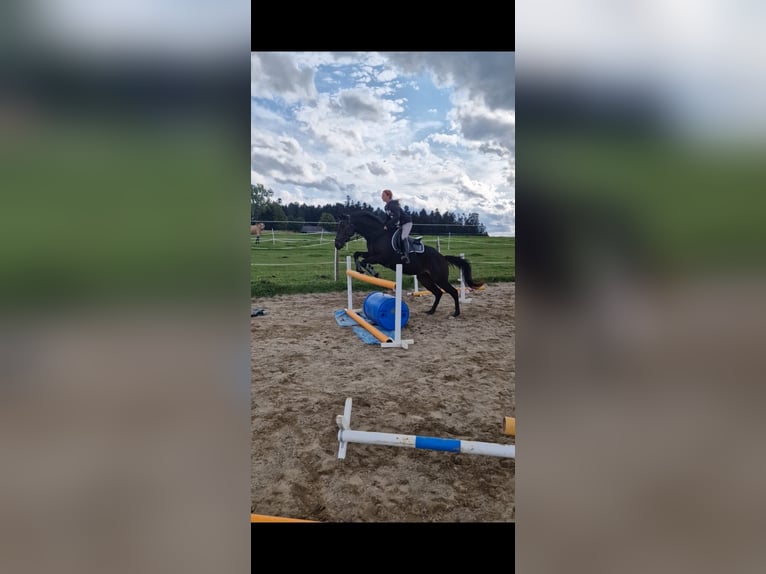Engels volbloed Ruin 8 Jaar 163 cm Bruin in Aichhalden