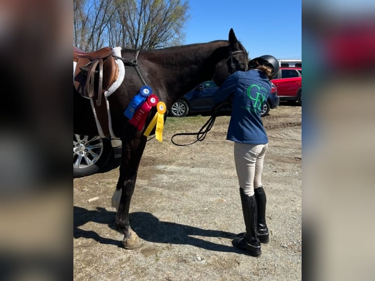 Engels volbloed Ruin 8 Jaar 163 cm Donkerbruin in kingsville