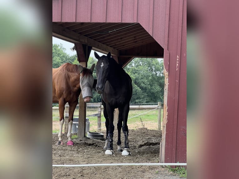 Engels volbloed Ruin 8 Jaar 163 cm Donkerbruin in kingsville