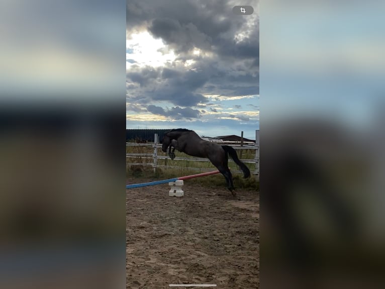 Engels volbloed Ruin 8 Jaar 163 cm Donkerbruin in Ketsch