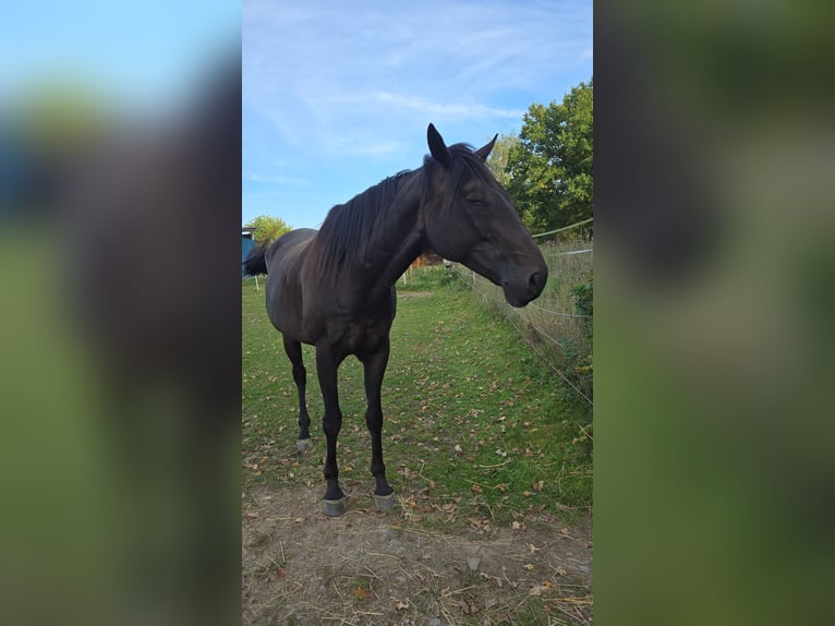 Engels volbloed Ruin 8 Jaar 164 cm Donkerbruin in V&#xF6;lklingen