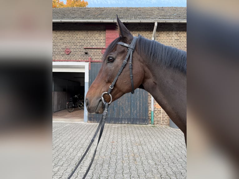 Engels volbloed Ruin 8 Jaar 165 cm Bruin in Bergheim