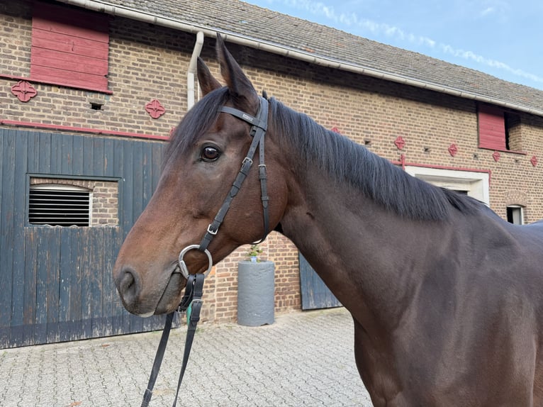 Engels volbloed Ruin 8 Jaar 165 cm Bruin in Bergheim