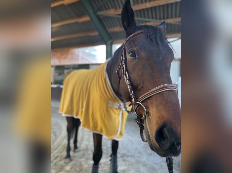 Engels volbloed Ruin 8 Jaar 165 cm Bruin in Lützen