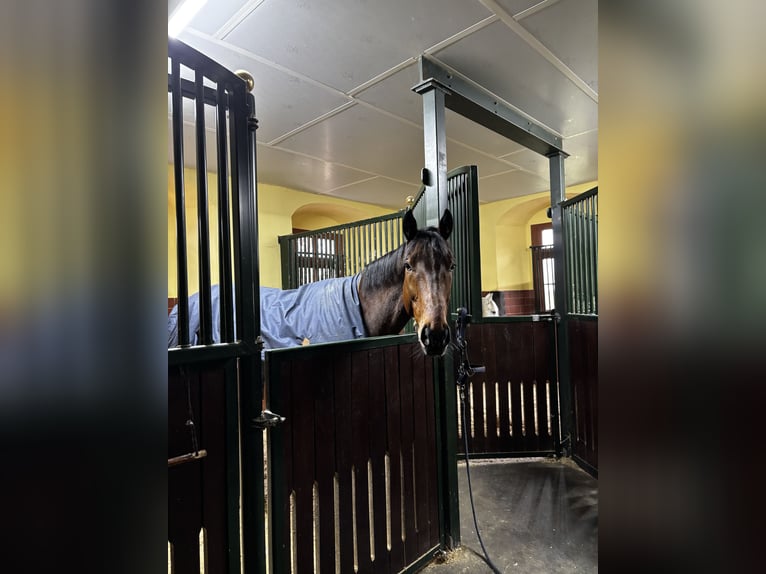 Engels volbloed Ruin 8 Jaar 165 cm Bruin in Lützen