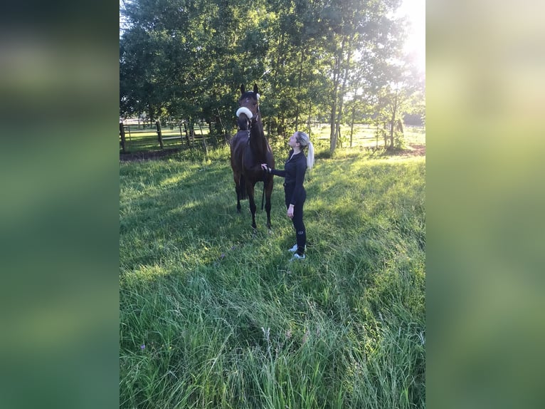 Engels volbloed Ruin 8 Jaar 165 cm Bruin in Kirchenthumbach