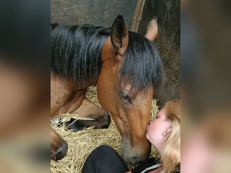 Engels volbloed Ruin 8 Jaar 168 cm Bruin in Zwartewaal