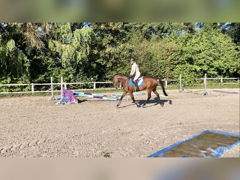 Engels volbloed Ruin 9 Jaar 160 cm Bruin in Bebra