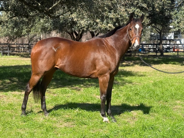 Engels volbloed Ruin 9 Jaar 163 cm Roodbruin in Fresno, TX